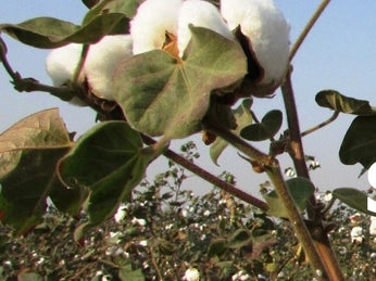A Cotton plant up close with full buds in the cotton flower. In the background is a full field of cotton plants.