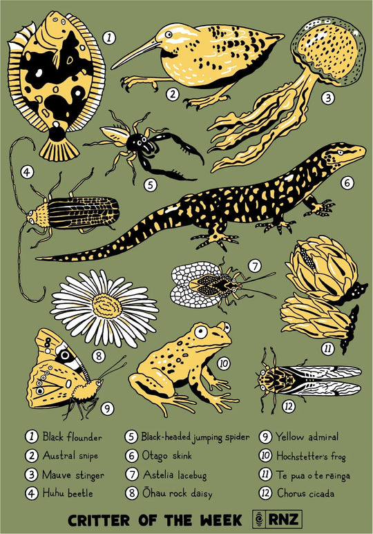 Joyya - 2026 Female Critter of the Week T-shirt - T-Shirt - XS - Critter Of The Week - COTW26-W-EGXS